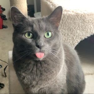 Meet your Posher, Morgan